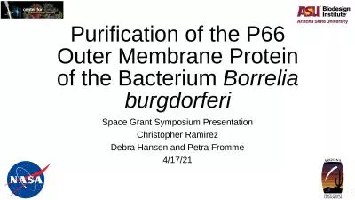 Purification of the P66 Outer Membrane Protein of the Bacterium