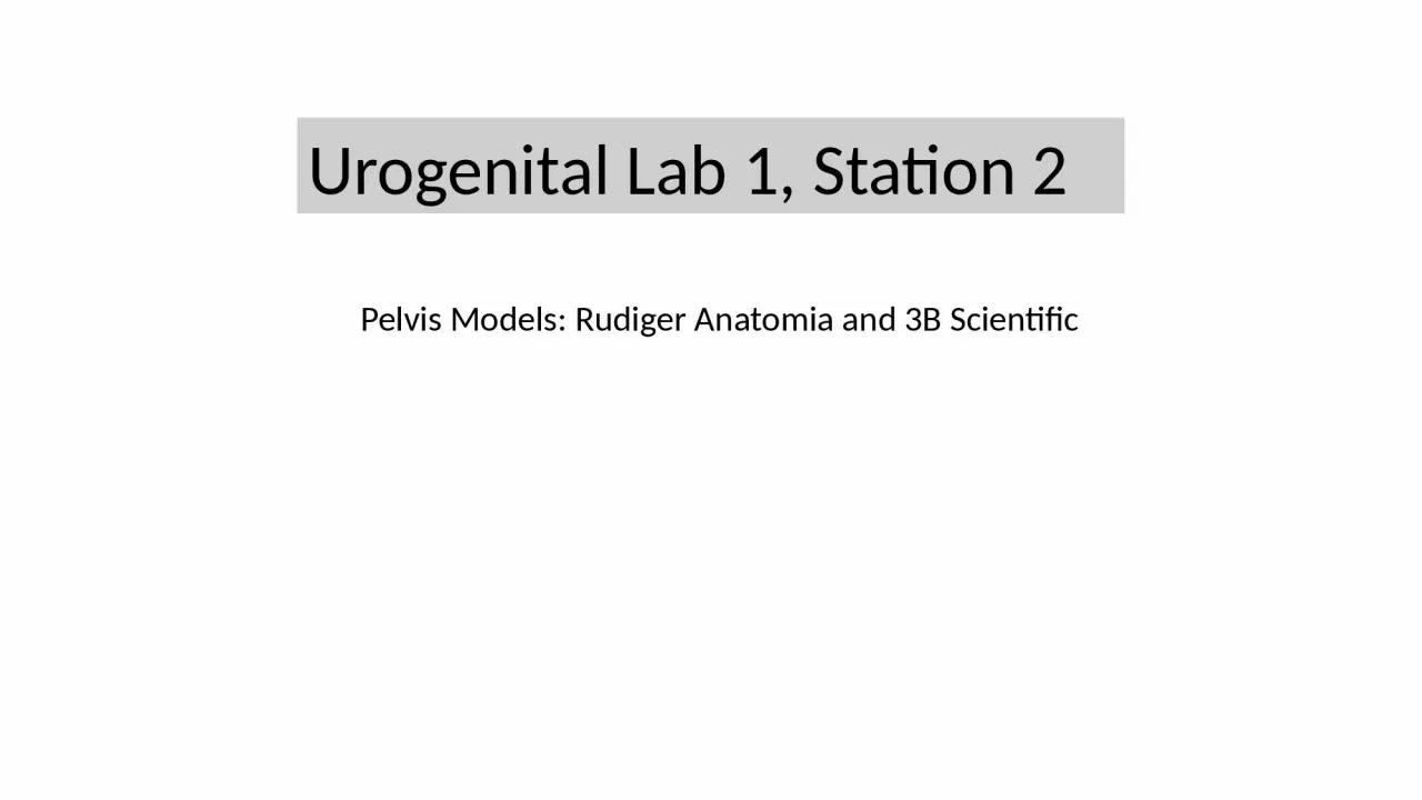 Urogenital  Lab 1,  Station 2