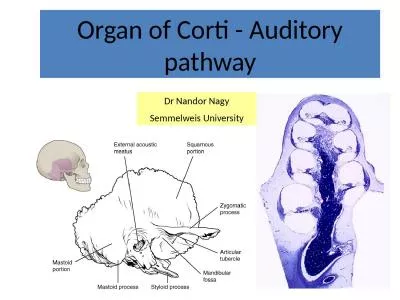 Organ of Corti - Auditory pathway