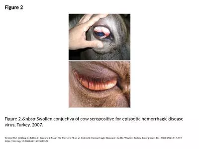Figure 2 Figure 2.&nbsp;Swollen conjuctiva of cow seropositive for epizootic hemorrhagic