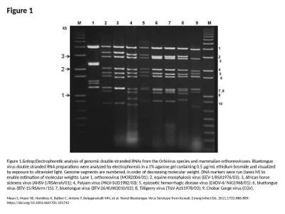 Figure 1 Figure 1.&nbsp;Electrophoretic analysis of genomic double-stranded RNAs from