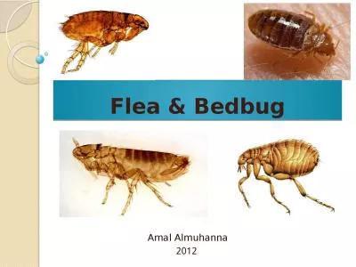 Flea & Bedbug Amal