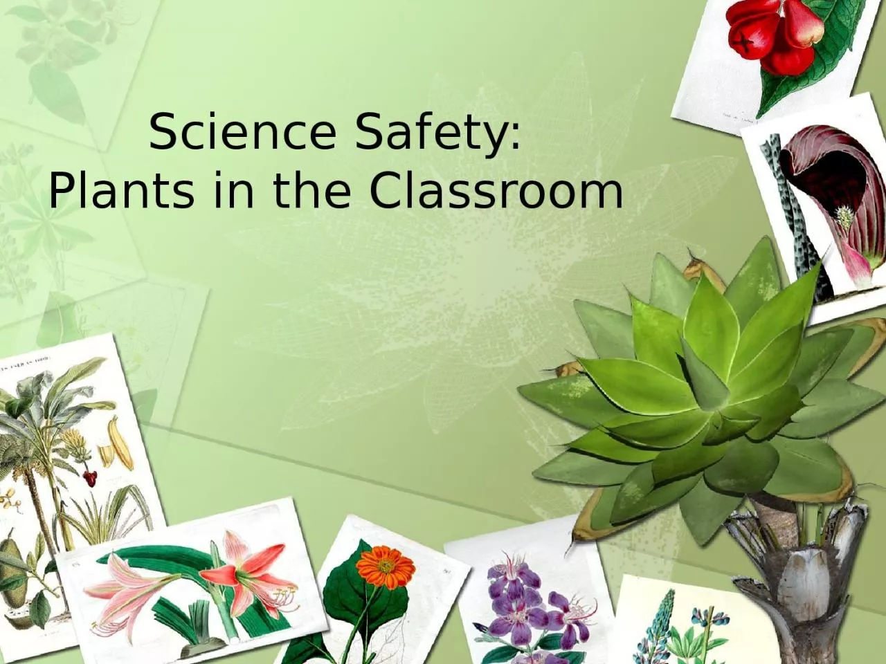 PPT-Science Safety: Plants in the Classroom