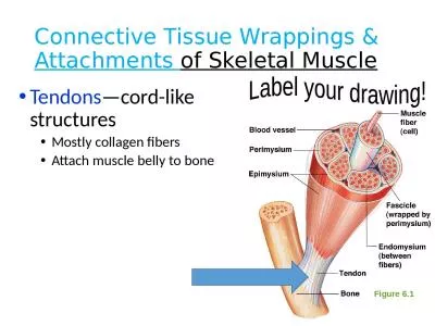 Connective Tissue Wrappings &