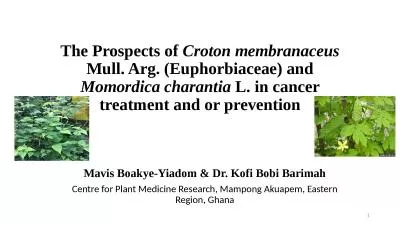 The Prospects of  Croton membranaceus