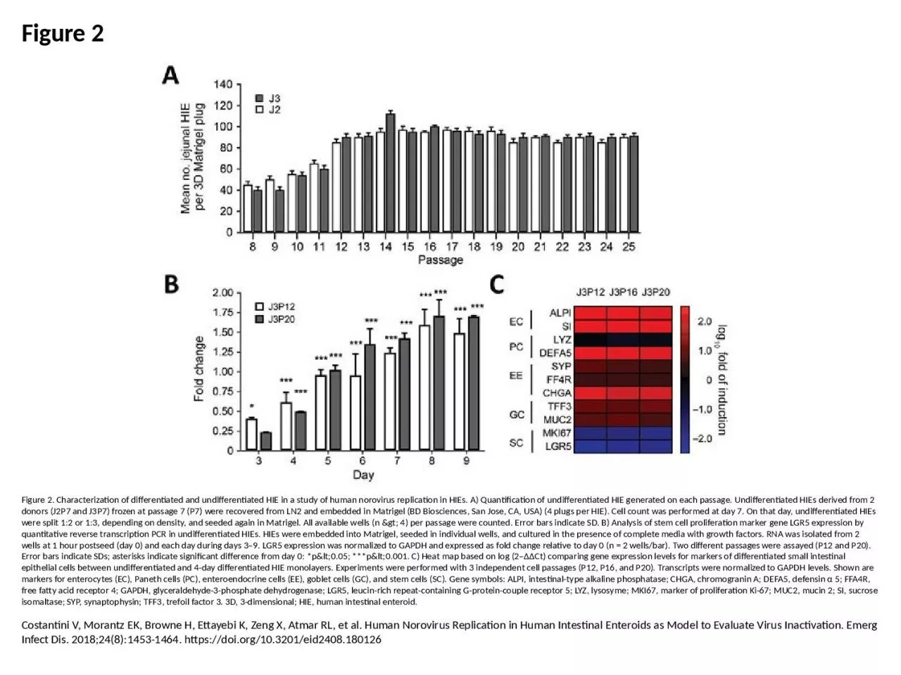 PPT-Figure 2 Figure 2. Characterization of differentiated and undifferentiated HIE in a study