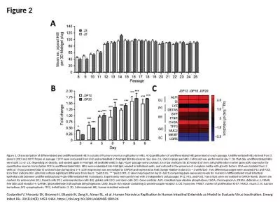 Figure 2 Figure 2. Characterization of differentiated and undifferentiated HIE in a study of human