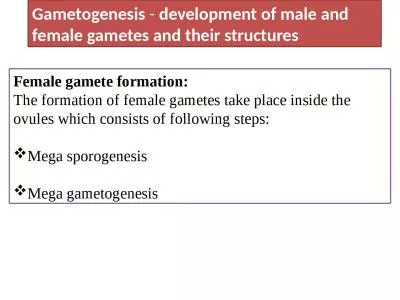 Female gamete formation: