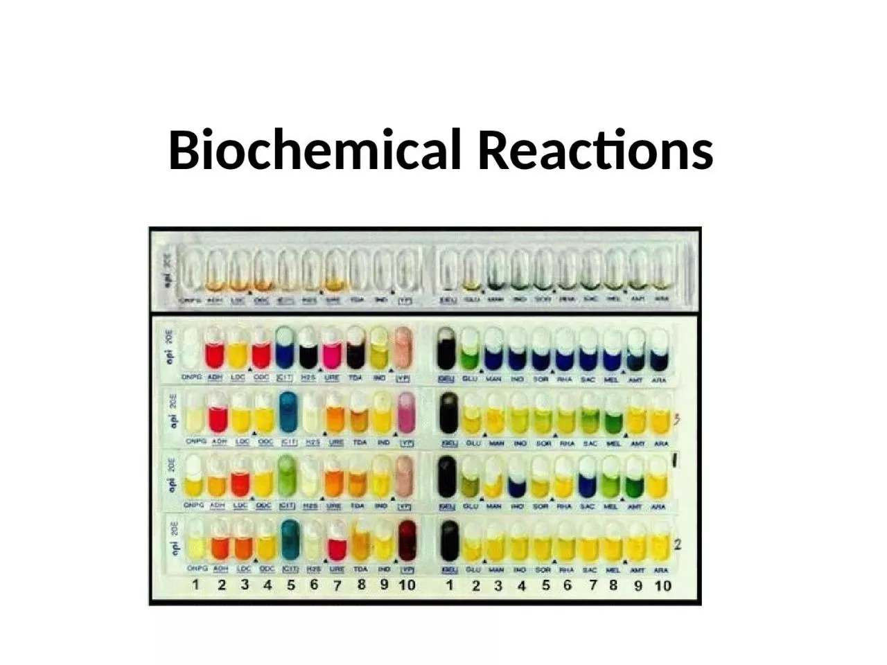 Biochemical Reactions Catalase Test: