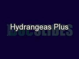 Hydrangeas Plus
