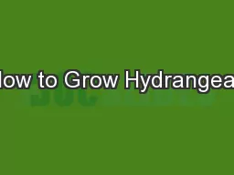How to Grow Hydrangeas