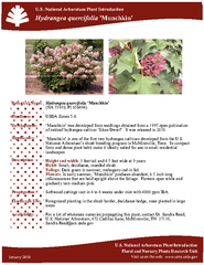 Hydrangea quercifolia ‘Munchkin'form and dense plant habit make i