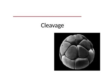Cleavage Definition : Division in zygote in called cleavage.
