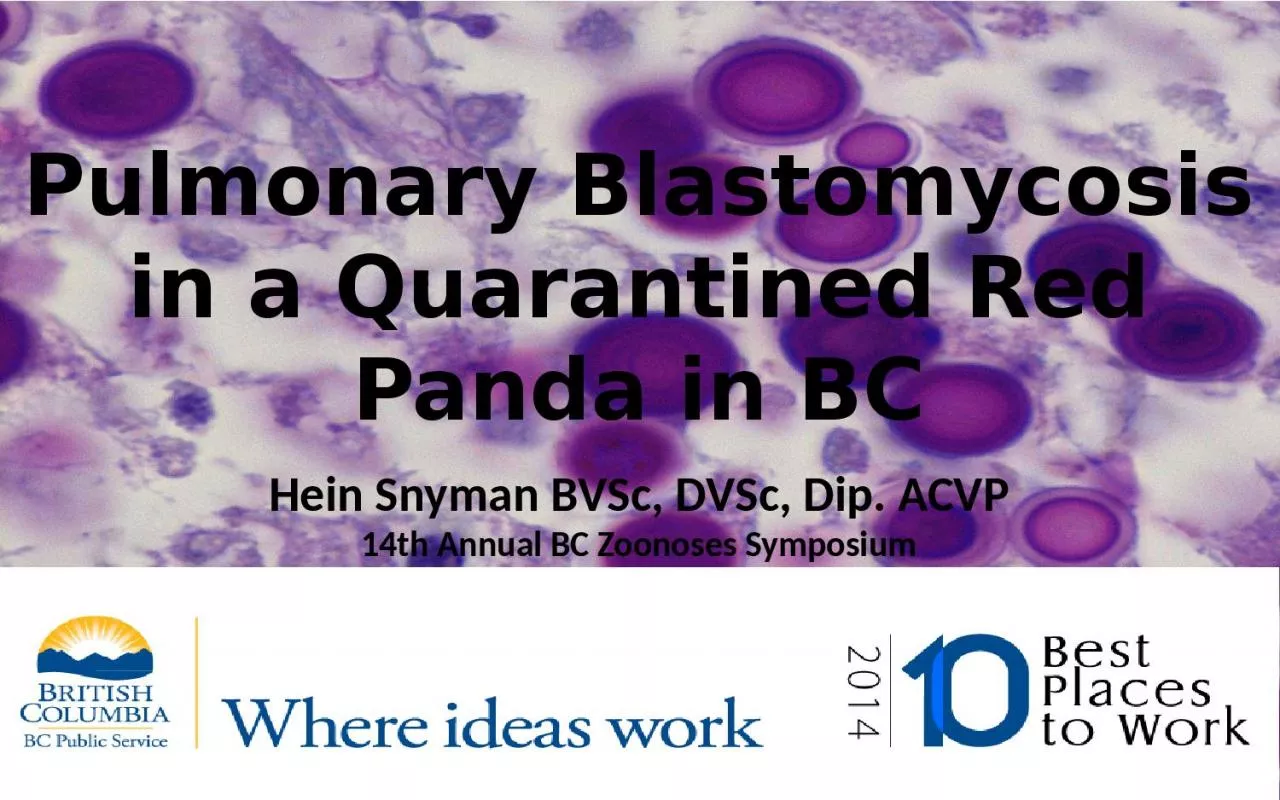 Pulmonary Blastomycosis in a Quarantined Red