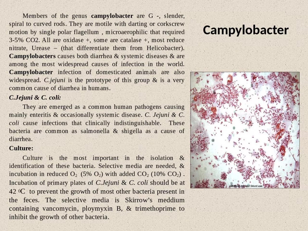 PPT-Campylobacter Members of the genus