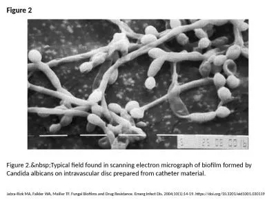 Figure 2 Figure 2.&nbsp;Typical field found in scanning electron micrograph of biofilm formed b