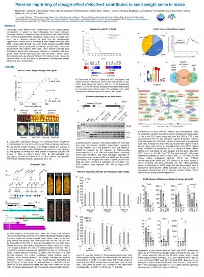 Paternal imprinting of  dosage-effect defective1