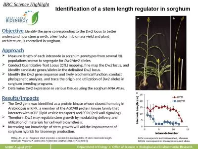 Identification of a stem length regulator in sorghum