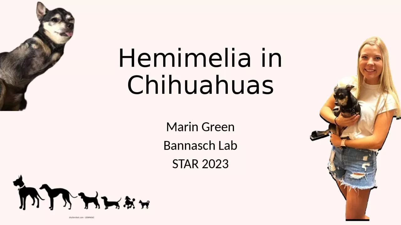 PPT-Hemimelia in Chihuahuas Marin Green