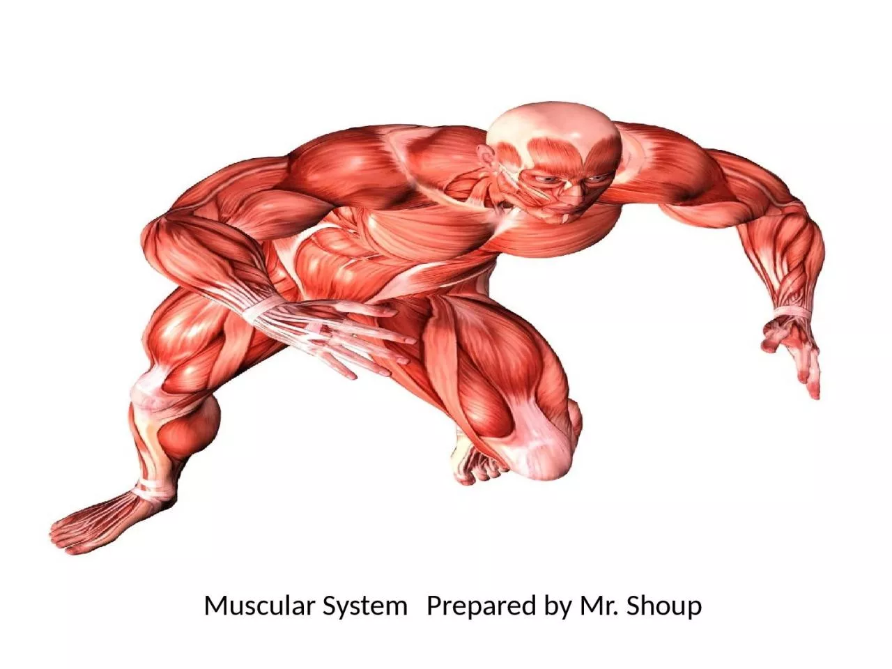 PPT-Muscular System Prepared by Mr. Shoup