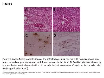 Figure 1 Figure 1.&nbsp;Microscopic lesions of the infected cat, lung edema with homogeneous pi