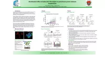 Biostimulant  effect of Eukaryotic Microalgae on greenhouse grown Solanum