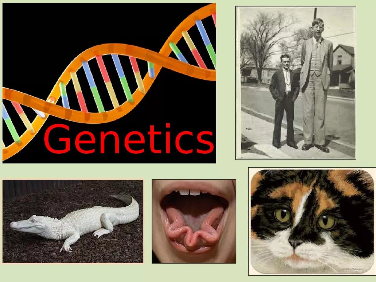 Genetics ….the science that studies how genes are transmitted from one generation to