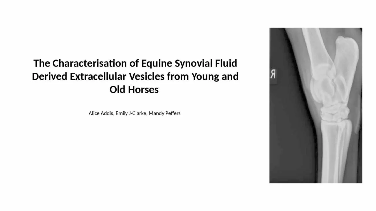 The Characterisation of Equine Synovial Fluid Derived Extracellular Vesicles from Young