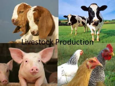 Livestock Production Cattle ranching and farming