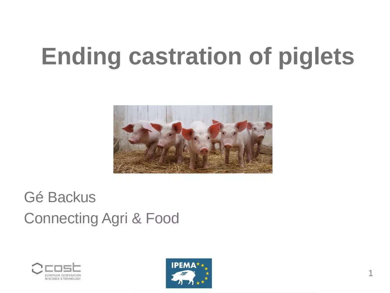 PPT-Ending castration of piglets