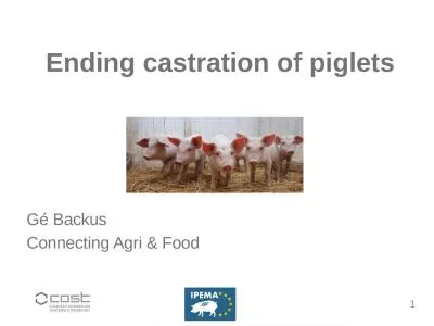 Ending  castration of  piglets