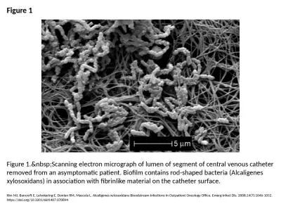 Figure 1 Figure 1.&nbsp;Scanning electron micrograph of lumen of segment of central venous cath