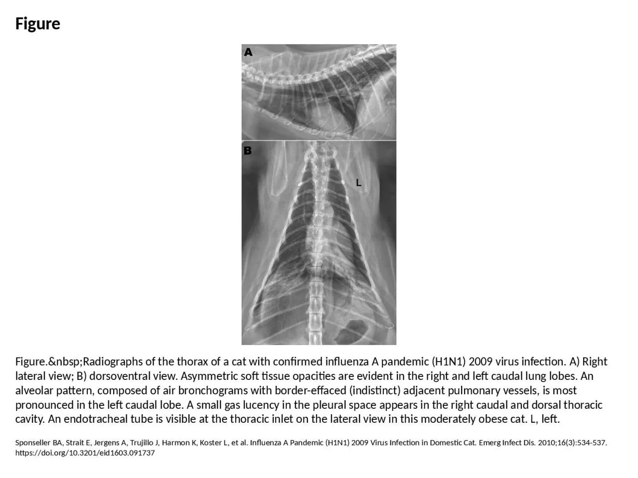Figure Figure.&nbsp;Radiographs of the thorax of a cat with confirmed influenza A