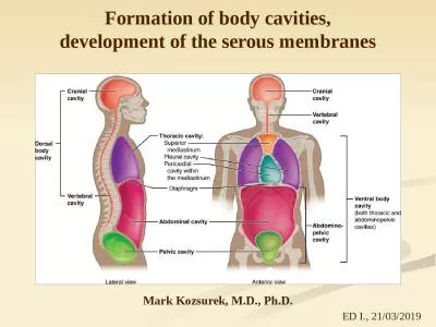 Formation  of body  cavities