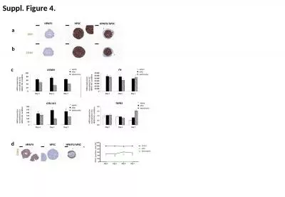 Suppl.  Figure  4. a b HPAFII