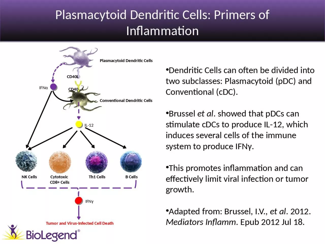 PPT-Plasmacytoid Dendritic Cells: Primers