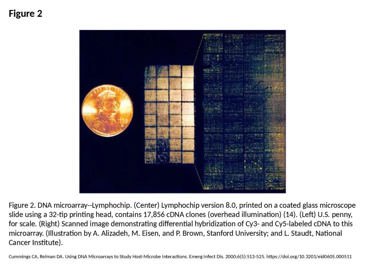 PPT-Figure 2 Figure 2. DNA microarray--Lymphochip. (Center) Lymphochip version 8.0, printed