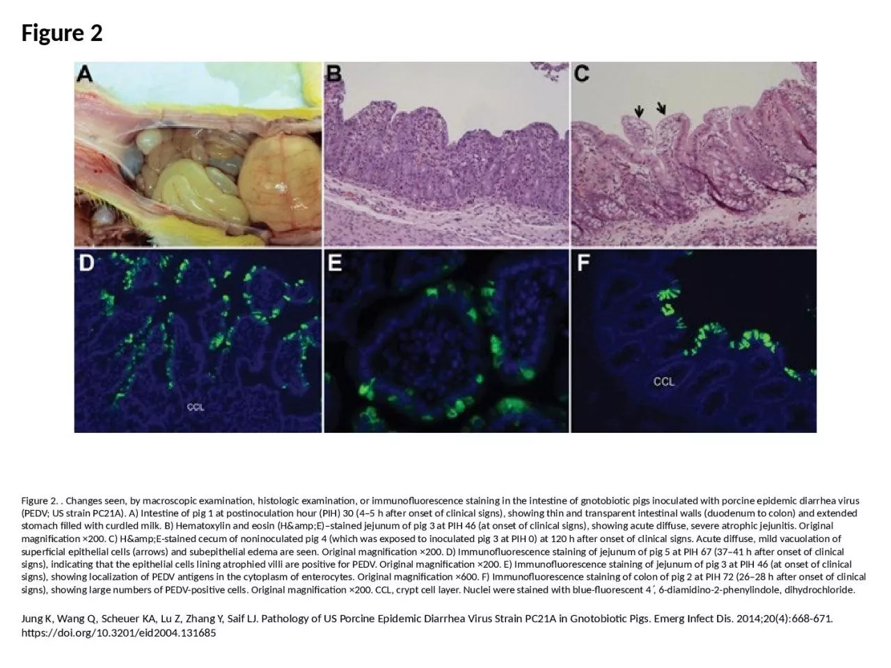 PPT-Figure 2 Figure 2. . Changes seen, by macroscopic examination, histologic examination,