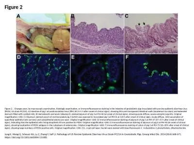 Figure 2 Figure 2. . Changes seen, by macroscopic examination, histologic examination, or immunoflu