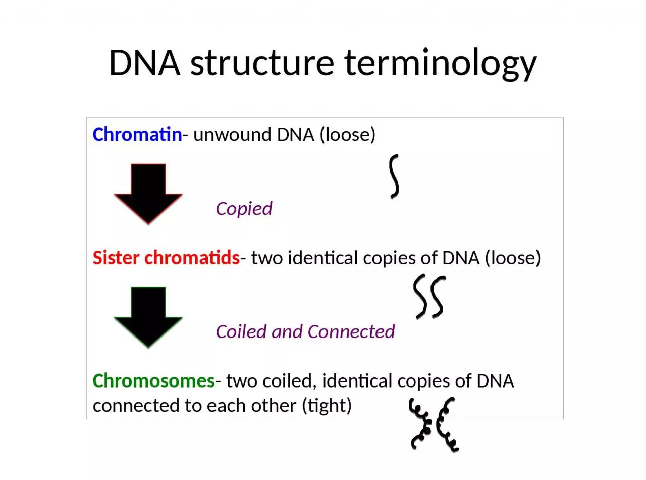 DNA structure terminology