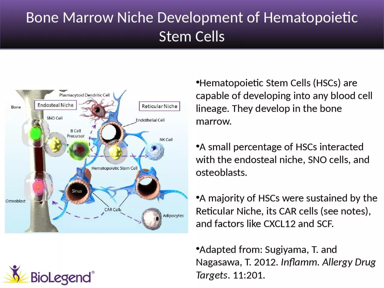 Bone Marrow Niche Development of Hematopoietic Stem Cells