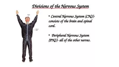 - Divisions of the Nervous System