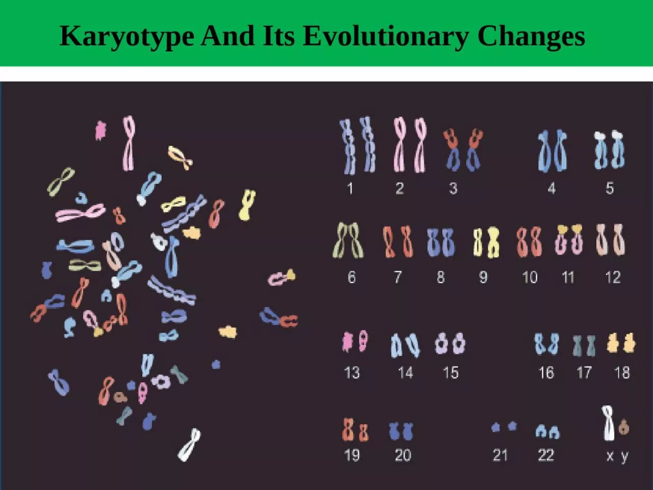 PPT-Karyotype And Its Evolutionary Changes