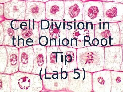 Cell Division in  the Onion Root