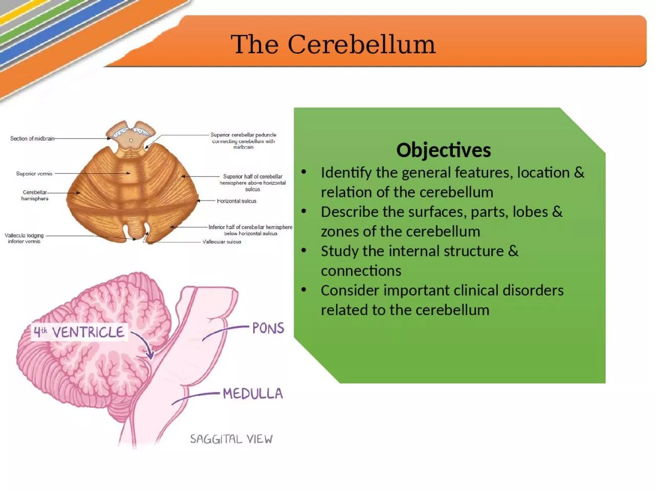 The Cerebellum Objectives