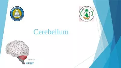 Cerebellum objectives What is