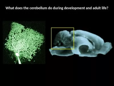 What does the cerebellum do during development and adult life?