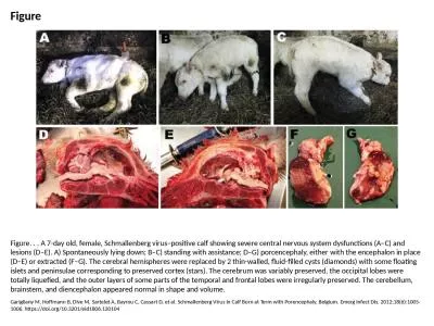 Figure Figure. . . A 7-day old, female, Schmallenberg virus–positive calf showing severe