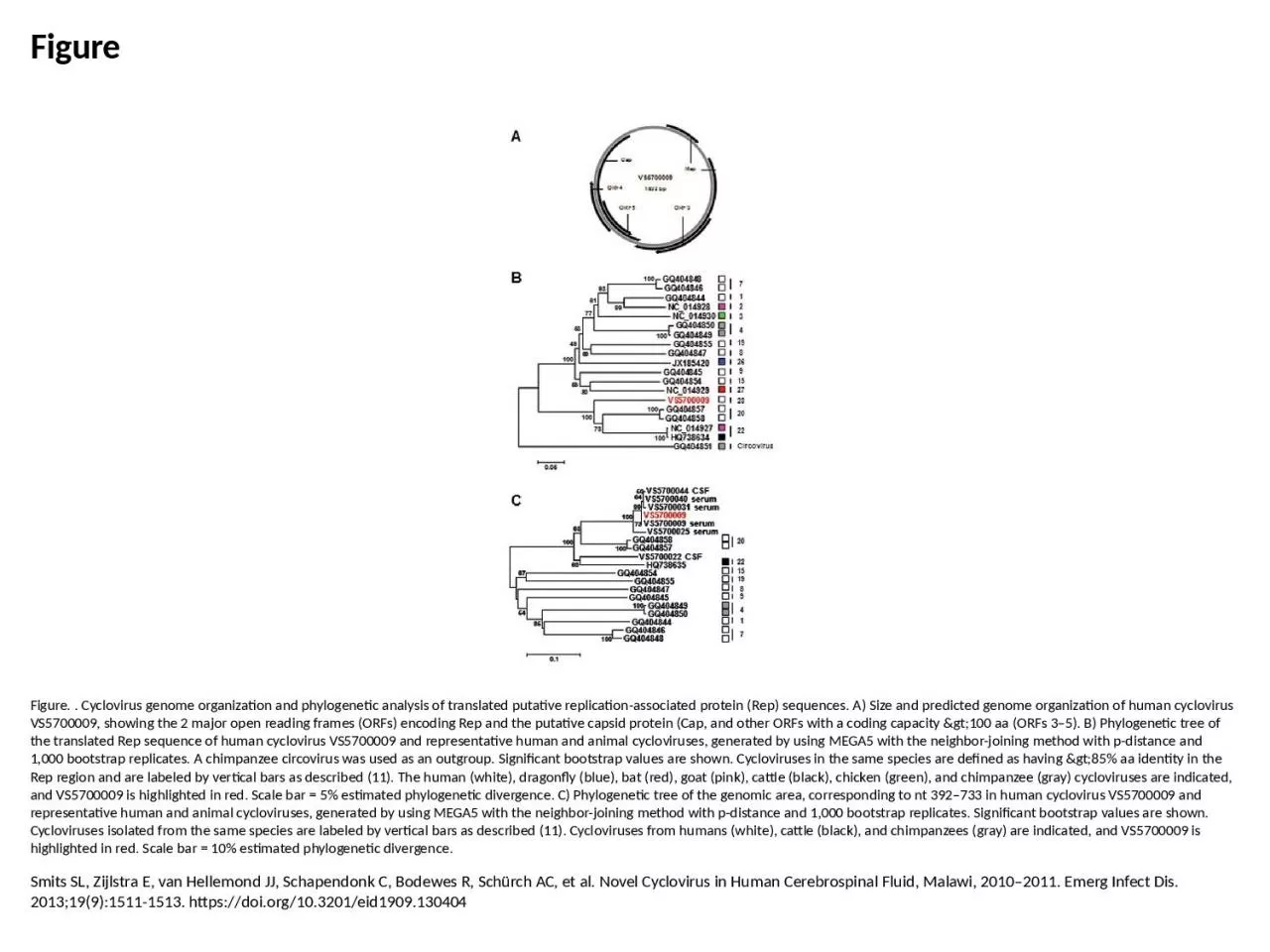 Figure Figure. . Cyclovirus genome organization and phylogenetic analysis of translated