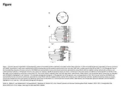 Figure Figure. . Cyclovirus genome organization and phylogenetic analysis of translated putative re